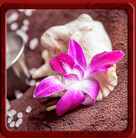 Orchidea